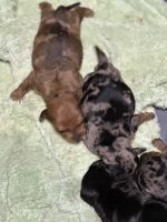 Dachshund Puppies for sale in Healesville, Victoria. price: $3,000