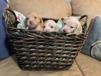 Dachshund Puppies for sale in Wilmington, NC, USA. price: $2,000