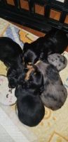 Dachshund Puppies for sale in Taylors, South Carolina. price: NA