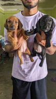 Dachshund Puppies for sale in Salem, Tamil Nadu. price: 4,000 INR