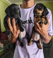Dachshund Puppies for sale in Salem, Tamil Nadu. price: 4,000 INR