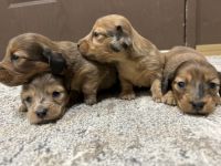 Dachshund Puppies for sale in Roanoke, VA, USA. price: $900