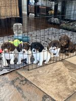 Dachshund Puppies for sale in Lake Elsinore, CA 92532, USA. price: $1,100