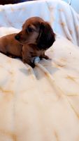 Dachshund Puppies for sale in Ocala, Florida. price: $1,500