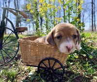 Dachshund Puppies for sale in Winslow, Arkansas. price: $800
