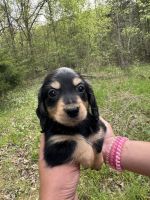 Dachshund Puppies for sale in Knoxville, Tennessee. price: $1,300