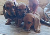 Dachshund Puppies for sale in Jacksonville, Florida. price: $1,500