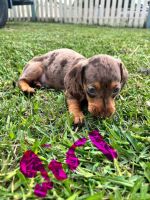 Dachshund Puppies for sale in Liverpool, New South Wales. price: $1,500