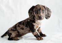 Dachshund Puppies for sale in Pittsburg, Texas. price: $450