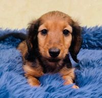 Dachshund Puppies for sale in Boston, MA, USA. price: $3,000