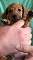 Dachshund Puppies for sale in Fond du Lac, WI, USA. price: NA
