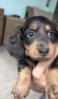 Dachshund Puppies for sale in Royal Palm Beach, Florida. price: $9,001,800
