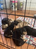 Dachshund Puppies for sale in Circleville, Ohio. price: $700