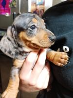 Dachshund Puppies for sale in Greeneville, Tennessee. price: $1,500
