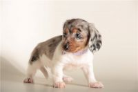 Dachshund Puppies for sale in Atomic City, Idaho. price: $4,750