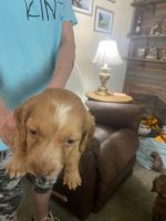 Dachshund Puppies for sale in Audubon, Iowa. price: NA