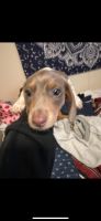 Dachshund Puppies for sale in Billings, Montana. price: $600