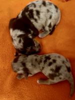 Dachshund Puppies for sale in Dallas, Texas. price: $3,000