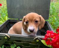 Dachshund Puppies for sale in Winslow, Arkansas. price: $600