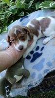 Dachshund Puppies for sale in Oneonta, Alabama. price: NA