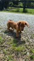 Dachshund Puppies for sale in Roanoke, VA, USA. price: $600