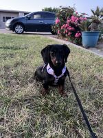 Dachshund Puppies for sale in Fresno, California. price: $500