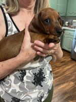 Dachshund Puppies for sale in Sherman, Texas. price: $450