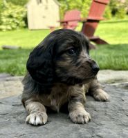 Dachshund Puppies for sale in Johnstown, Pennsylvania. price: $2,000