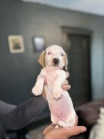 Dachshund Puppies for sale in Oakland, Nebraska. price: $3,000