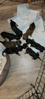 Dachshund Puppies for sale in Tyler, Texas. price: $500