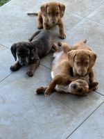 Dachshund Puppies for sale in Bangalow NSW 2479, Australia. price: $1,500