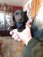 Dachshund Puppies for sale in Assiniboia, SK S0H, Canada. price: $1,300