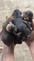 Dachshund Puppies for sale in Palakkad, Kerala, India. price: 5,000 INR
