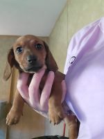 Dachshund Puppies for sale in Plymouth, ME 04969, USA. price: $1,500