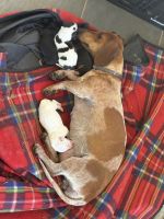 Dachshund Puppies for sale in Narrabri NSW 2390, Australia. price: $2,000
