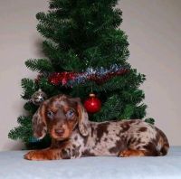 Dachshund Puppies for sale in Wadsworth, OH 44281, USA. price: $1,500