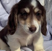 Dachshund Puppies for sale in 2333 Bar Bit Rd, Spring Valley, CA 91978, USA. price: $900