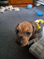 Dachshund Puppies for sale in East Maitland NSW 2323, Australia. price: $1,000