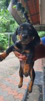Dachshund Puppies for sale in Kandanad, Manakunnam, Kerala, India. price: 7,000 INR