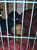 Dachshund Puppies for sale in Kottayam, Kerala, India. price: 5000 INR