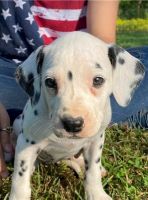 Dalmador Puppies for sale in Tulsa, Oklahoma. price: $480