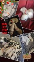 Dalmatian Puppies for sale in Northern California, CA, USA. price: $1,200