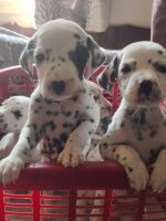 Dalmatian Puppies for sale in JP Nagar 7th Phase, Bengaluru, Karnataka, India. price: 13000 INR