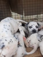 Dalmatian Puppies for sale in Ittagallpura, Karnataka 560089, India. price: 8,500 INR
