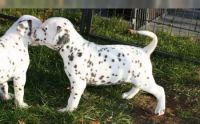 Dalmatian Puppies for sale in 30301 Mallorca Pl, Castaic, CA 91384, USA. price: $500