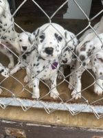 Dalmatian Puppies for sale in Miami Gardens, FL, USA. price: $1,500