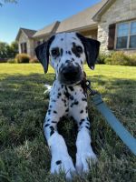 Dalmatian Puppies for sale in Waco, TX, USA. price: $1,000