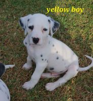 Dalmatian Puppies for sale in Canton, TX 75103, USA. price: $750