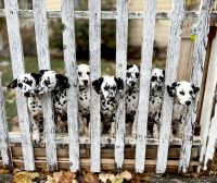 Dalmatian Puppies for sale in Solvang, CA 93463, USA. price: $600