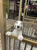 Dalmatian Puppies for sale in Las Vegas, NV, USA. price: $950